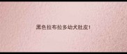 黑色拉布拉多幼犬肚皮