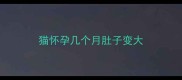 猫怀孕几个月肚子变大