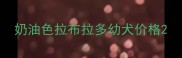奶油色拉布拉多幼犬价格