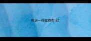株洲一桥宠物市场