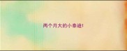 两个月大的小泰迪