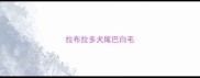 拉布拉多犬尾巴白毛