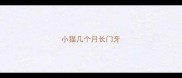小猫几个月长门牙