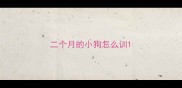 二个月的小狗怎么训