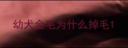 幼犬金毛为什么掉毛