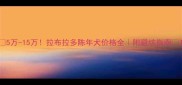 5万-15万拉布拉多陈年犬价格全附避坑指南