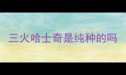 三火哈士奇是纯种的吗