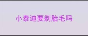 小泰迪要剃胎毛吗