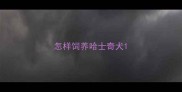怎样饲养哈士奇犬