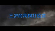 三岁的狗狗打疫苗