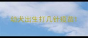 幼犬出生打几针疫苗