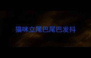 猫咪立尾巴尾巴发抖