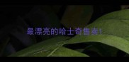 最漂亮的哈士奇售卖