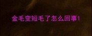 金毛变短毛了怎么回事