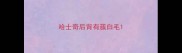 哈士奇后背有簇白毛