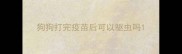 狗狗打完疫苗后可以驱虫吗