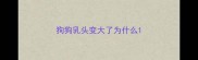 狗狗乳头变大了为什么