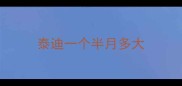泰迪一个半月多大