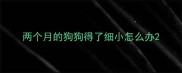 两个月的狗狗得了细小怎么办