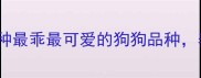 最全推荐10种最乖最可爱的狗狗品种养狗人必看