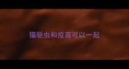 猫驱虫和疫苗可以一起