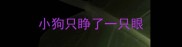小狗只睁了一只眼