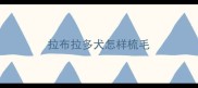 拉布拉多犬怎样梳毛