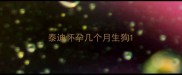泰迪怀孕几个月生狗