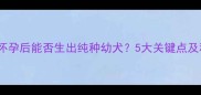拉布拉多意外怀孕后能否生出纯种幼犬5大关键点及科学饲养指南