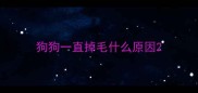 狗狗一直掉毛什么原因