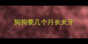 狗狗要几个月长犬牙