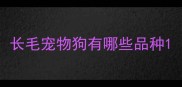 长毛宠物狗有哪些品种