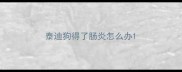 泰迪狗得了肠炎怎么办