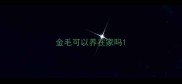 金毛可以养在家吗