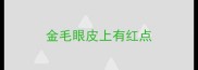 金毛眼皮上有红点