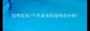 拉布拉多7个月成长阶段特点分析