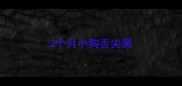 2个月小狗舌尖黑