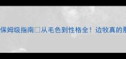 边境牧羊犬保姆级指南从毛色到性格全边牧真的那么完美吗