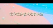 拉布拉多幼犬吃发育宝