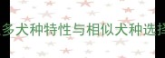 拉布拉多犬种特性与相似犬种选择逻辑