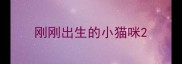 刚刚出生的小猫咪