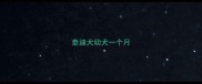 泰迪犬幼犬一个月
