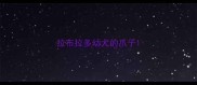 拉布拉多幼犬的爪子