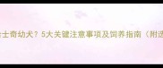 如何挑选哈士奇幼犬5大关键注意事项及饲养指南附选购清单