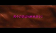 两个月的边牧体长多少
