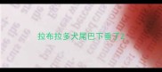 拉布拉多犬尾巴下垂了