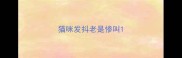猫咪发抖老是惨叫