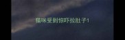 猫咪受到惊吓拉肚子