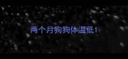两个月狗狗体温低