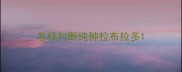 怎样判断纯种拉布拉多